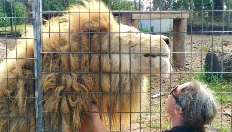 Avustralya'da Kafes İçinden Gelen Şok: Aslan Kadının Kolunu Kaptı!