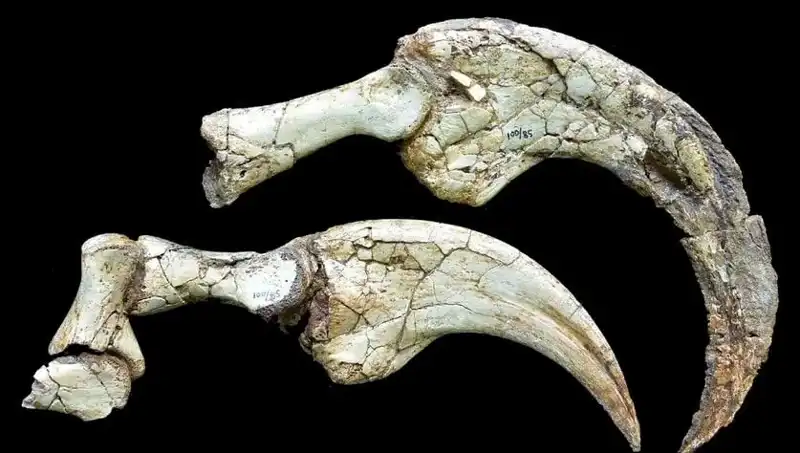 Gobi Çölü'nde Keşfedilen Yeni Dinozor Türü Bilim Dünyasını Şaşırttı