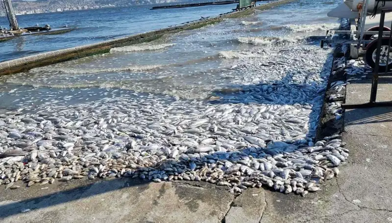 İzmir Körfezi'nde Temizlik Seferberliği: Geleceğe Umutla Bakıyoruz!