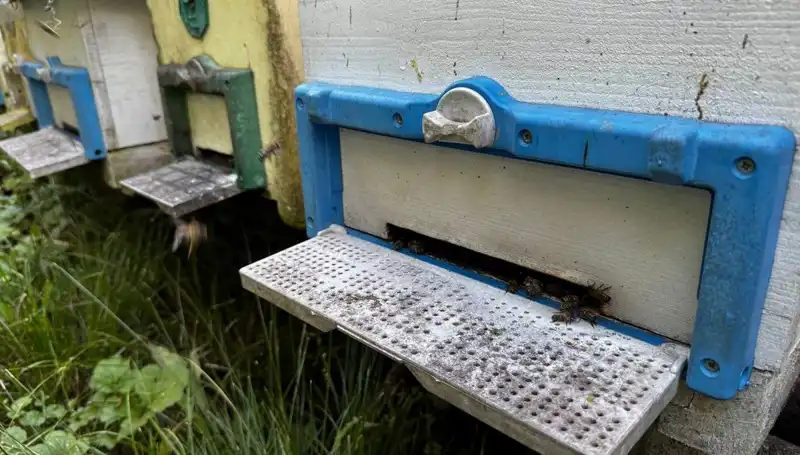 Dedesinin Nasihatı ile İş Dünyasına Adım Attı: 1 Ton Üretim Hedefi