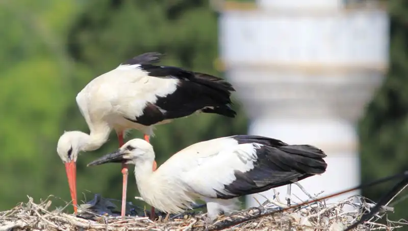Leylek Köyü: 8 Kat Fazla Yuva ile Yaren Leyleği Geride Bırakıyor