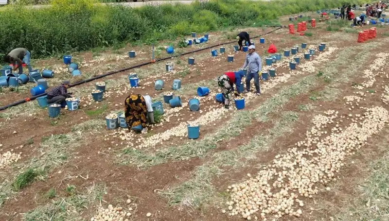 Soğan Hasadı Başladı: Piyasada Fiyat Düşüşü Bekleniyor!