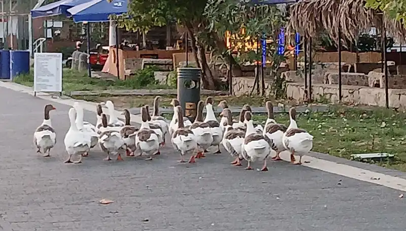Denizde Yüzen Kazlar, Kümese Kapatıldılar: 8’i Hayatını Kaybetti mi?