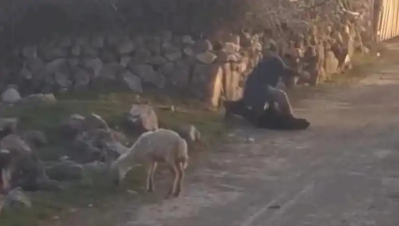 Koyuna Eziyet Eden Şahıs Gözaltına Alındı: Adalet Yerini Buluyor