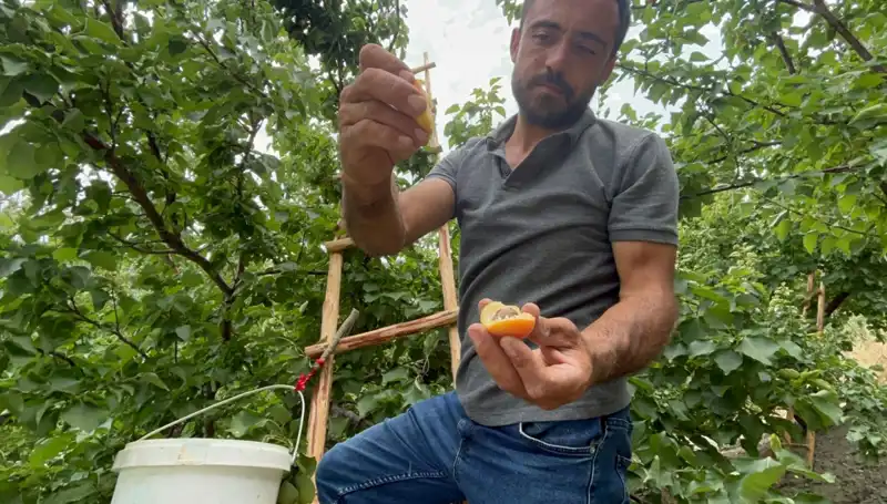Türkiye’deki Yeni Lezzet: 50 TL ile 70 TL Arası Fiyatlarla Satılmakta