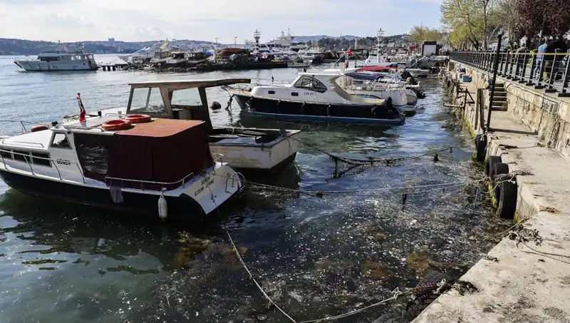 İstanbul'un Ortaya Çıkan Müsilaj Tehlikesi: Kabus Yeniden Gündemde!