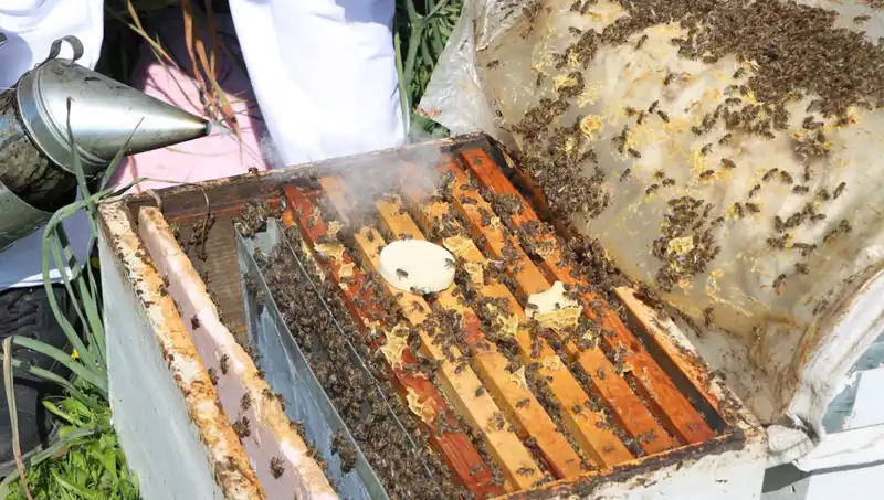 Genç Arıcı, Yurt Dışından Sipariş Aldığı Bal İle Ata Mesleğini Yaşatıyor