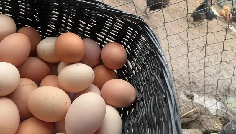 Dünyanın En Ucuz Proteini: Okul Döneminde Ekonominizi Nasıl Kurtarırsınız?