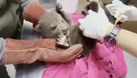 Karabük Ormanlarında Yavru Bozayı Heyecanı: Doğa Tutkunları İçin Kaçırılmayacak Bir Olay!