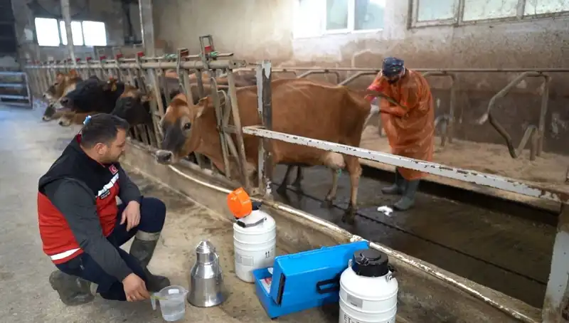 Türkiye'de Hayvancılıkta Devrim: Jersey Sperması İle Trabzon'da Yeni Bir Dönem