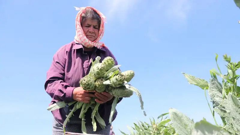 Tarladan Sofraya Geldi: Tezgahta 50 TL Olan Ürün İle İlgili Her Şey!