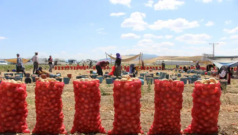 Amasya Elması, Avrupa ve Rusya Pazarında Yıldızlaşıyor!