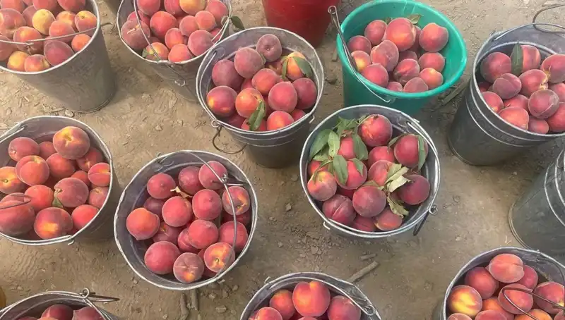 Bu Yılın Hasat Sezonu: Çiftçiler Kilogramda 100 Lira Bekliyor!