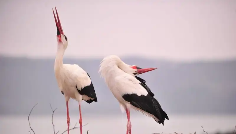 Türkiye’nin Her Yerinden Yaren’i Görmek İçin Gelenler: Marteniçka ve "Yareniçka" Buluşması!
