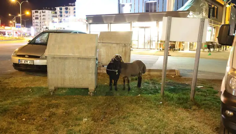 Mor Karaman Koyunları Yolda Terk Edildi: Hayvan Hakları İhlali Mi?