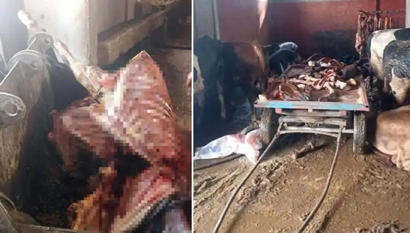 Adana'da 2,5 Ton At Eti Ele Geçirildi: Kurtarılan Atlar Hayata Döndü