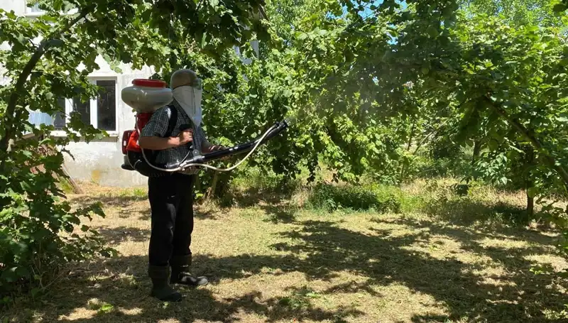 Çiftçiler İçin Yeni Umut: Kükürt ve Samuray Arısı İle Mücadele Yöntemleri
