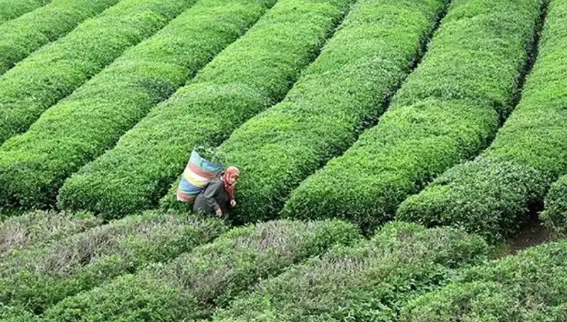 ÇAYKUR, Bayramda Yaş Çay Alımına Ara Vermeden Devam Ediyor!