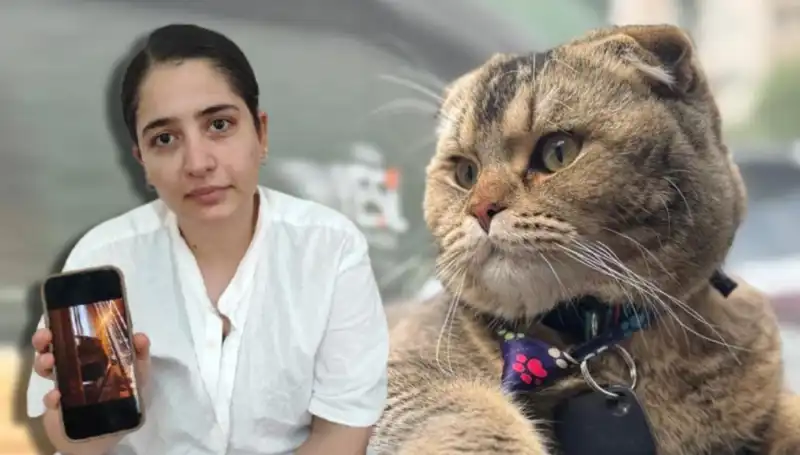Evliliğin Kaderi Kedinin Pençesinde: "Eşim Beni Boşayacak" Dedi!