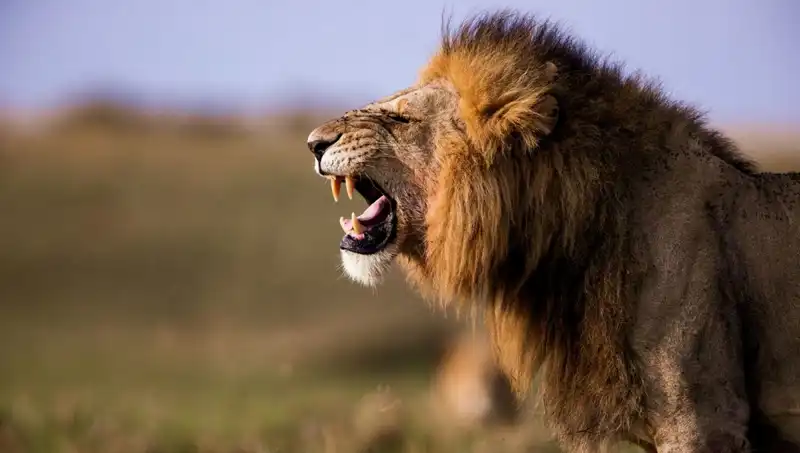 14 Yaşındaki Kızın Aslan Saldırısına Uğraması: Şok Edici Olayın Ayrıntıları
