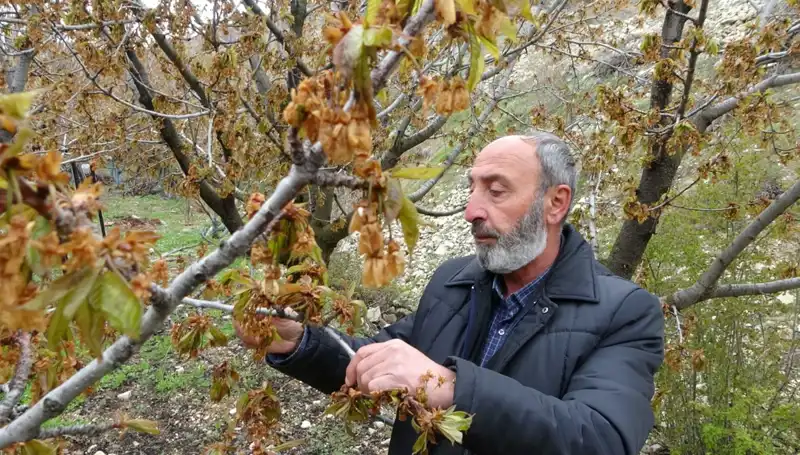 Zirai Don Felaketi: Albastı Kirazı Üreticilerini Vuruyor!