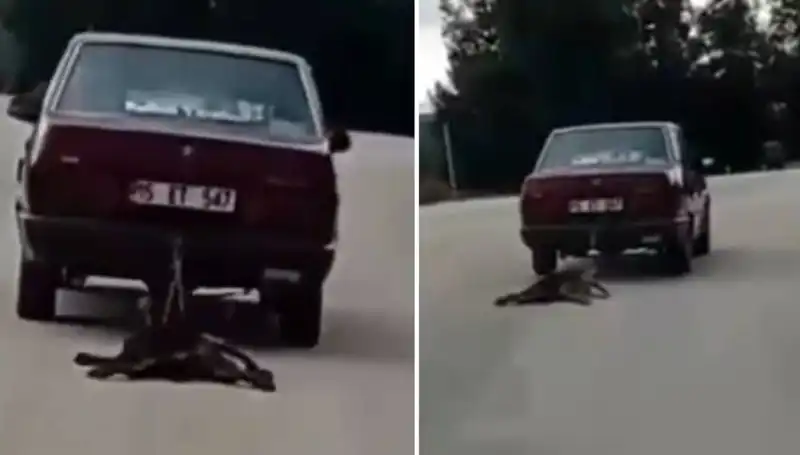Otomobilin Arkasından Sürüklenen Köpek: Şok Edici Görüntüler Ortaya Çıktı!
