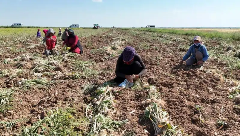 Rusya, Almanya ve İspanya'nın Yenilikçi Antibiyotik Hasadı: Sağlıkta Bir Devrim Mi Geliyor?