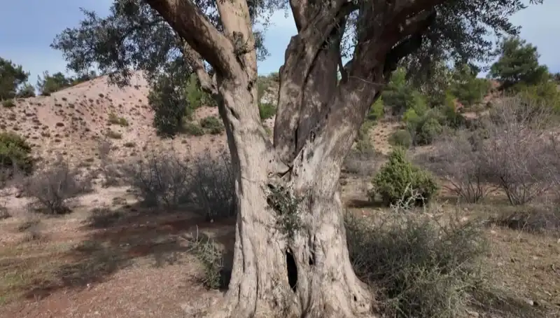800 Yıllık Zeytin Ağacı: Doğa Mirasımızın Koruyucusu!