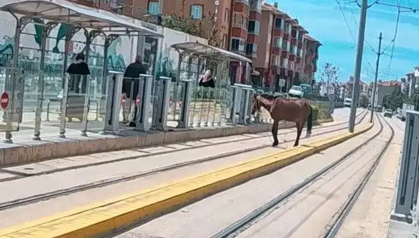Eskişehir'de Tramvay Raylarında Görülen Başınıboş At Olayı Herkesi Şaşırttı