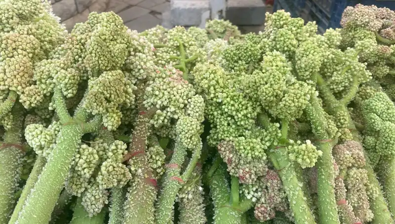 Dağların Gizli Şifası: Şekerin Kalp ve Sarılığa Faydaları