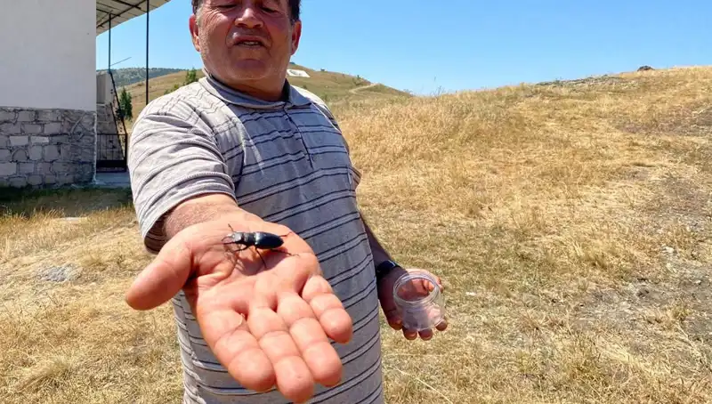 Sivas'ta Bulunan Tehlikeli Böceğin Öldürülmesi Cezası 557 Bin TL!