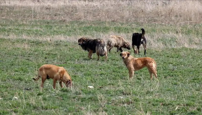 Ankara’da Sahipsiz Köpekler İçin Yeni Karar: Para Cezası Uygulaması!