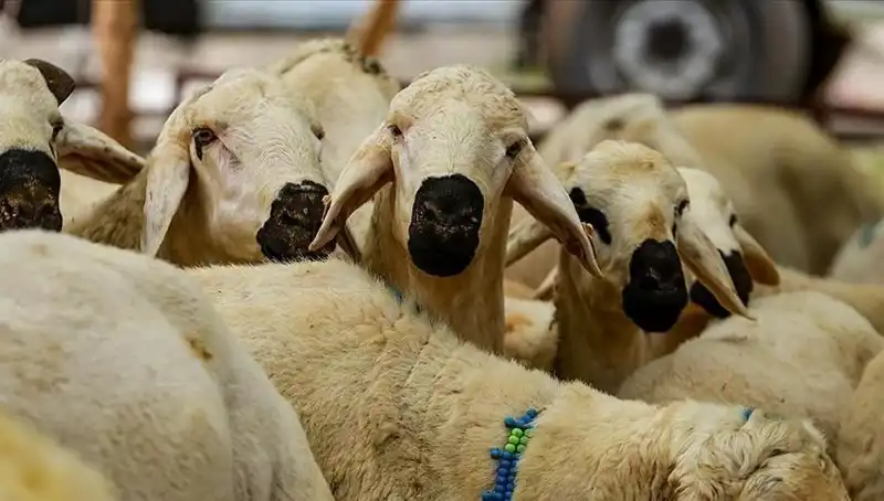 Kurban Bayramı 2023: Bayram Tatili 9 Gün Mü Olacak?