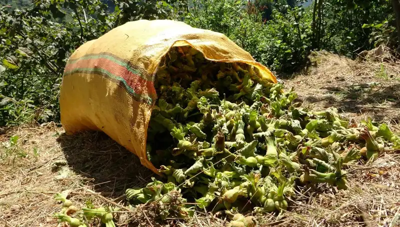 Giresun’un Fındık Hasadı Başladı: Doğanın Bereketiyle Dolu Bir Sezon
