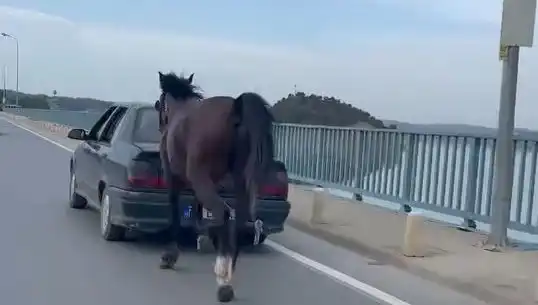 Adana'da Ata Eziyet Eden Şahıs Tutuklandı, Olayın Ayrıntıları Şok Edici!