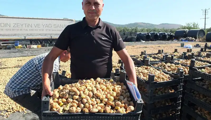 Balıkesir'de Hasat Sezonu Açıldı: Çin ve Rusya'ya İhracat Başladı