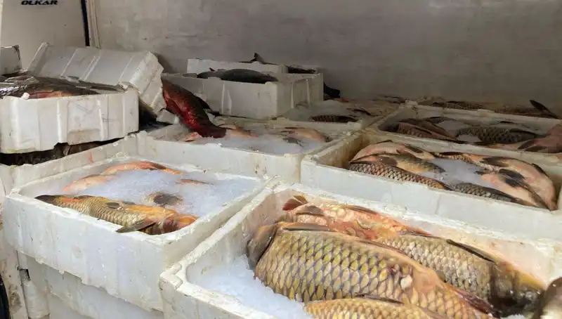 Kaçak Balık Avına Cezalar Dört Kat Artıyor, Şok Edici Sonuçları!