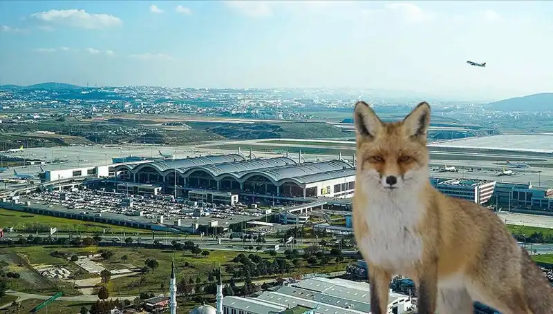 Sabiha Gökçen Havalimanı'nda Tilki Alarmı: Ne Oluyor?