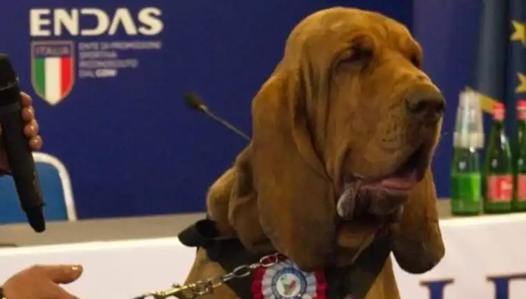 Arama Köpeğine Yapılan Suikast: Çivili Sosisle İnanılmaz Saldırı!