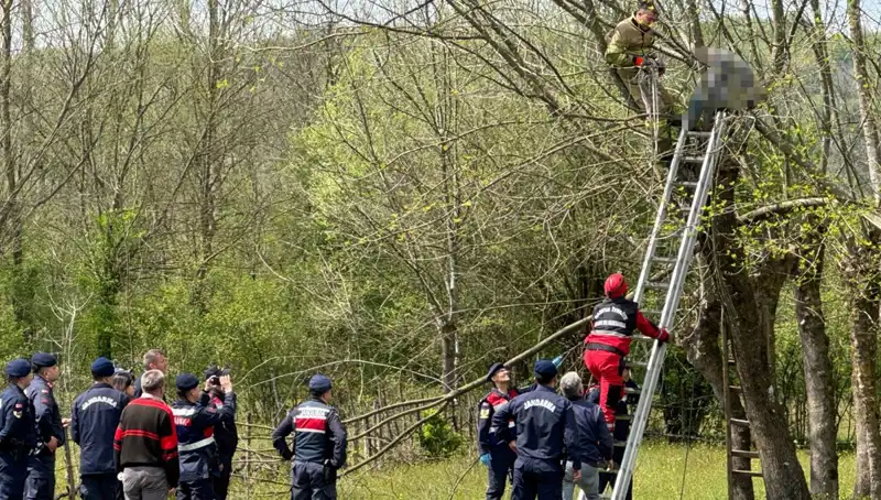 Ağaç Budarken Kalp Krizi Geçiren Adamın Dramı: Hayat Kayıpları