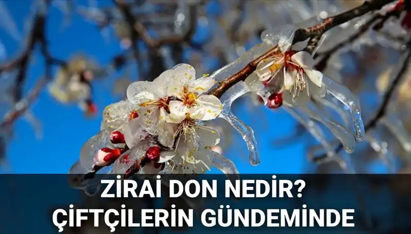 Zirai Don Uyarısı: Çiftçilerin Zararı Karşılanacak Mı?