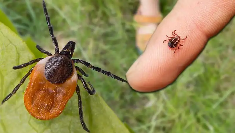 Kene Isırması Riskine Dikkat: Önlem Almanın Yolları Nelerdir?