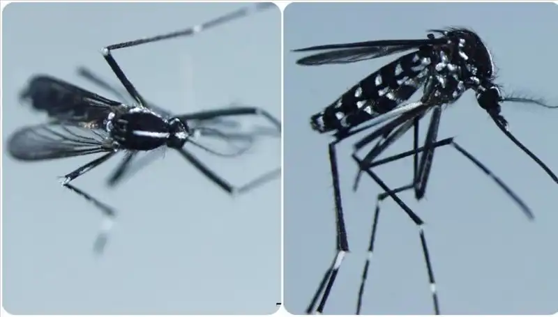 Chikungunya Virüsü: Belirtileri ve Etkilediği Ülkeler Hakkında Bilmeniz Gerekenler