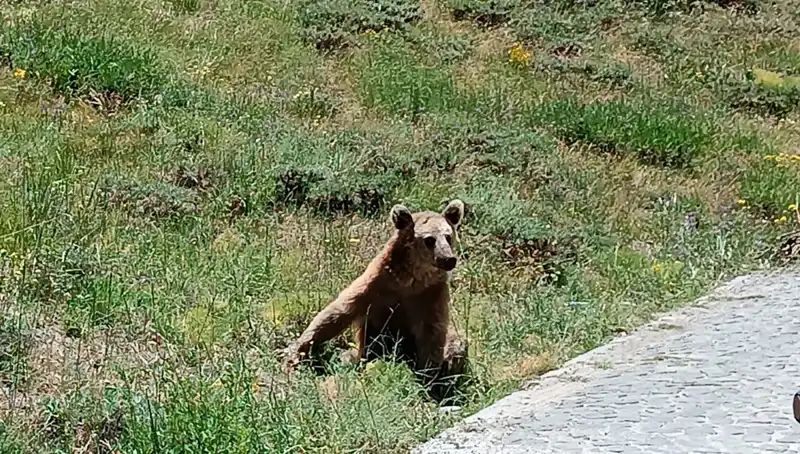 Nemrut Dağı'na Gidenlere Boza Uyarısı: Güvenliğinizi Ön Planda Tutun!