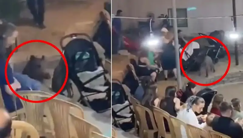 Düğün Törenine Yaban Domuzu Saldırısı: Panik Dolası!