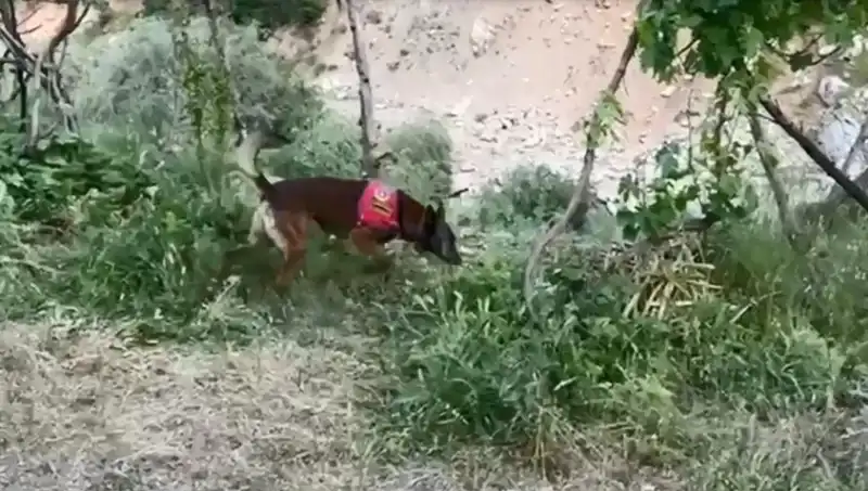 Dere Kenarında Gizlenmiş Esrar, Dedektör Köpek Tarafından Bulundu!