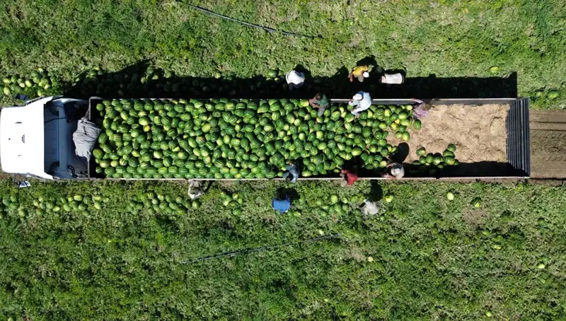 Bafra Ovası'nda Karpuz Rekoltesi 94 Bin 500 Ton Olacak!